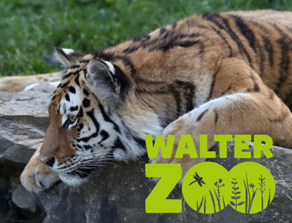 Image de Bon Walter Zoo & Chocolarium billet famille