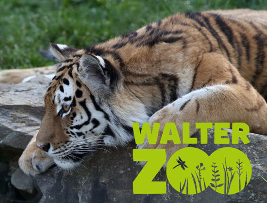 Image sur Bon Walter Zoo & Chocolarium billet famille